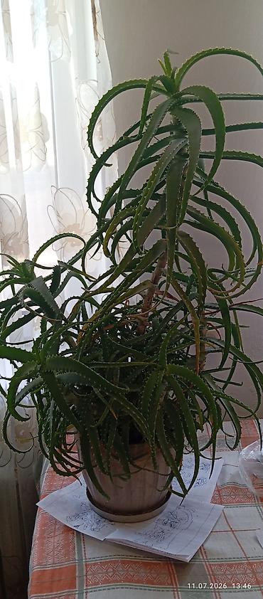 Комнатные растения: Комнатные суккуленты в горшках 1) Молочай тригона (Euphorbia — 2