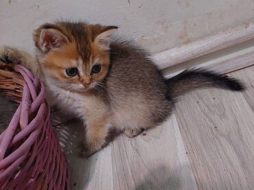 Pişiklər: Qızıl şinşilla, Dişi, Ünvandan götürmə — 18