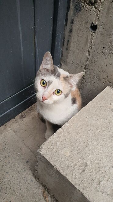 кот домашний: 6 месяцев, Девочка, Приучена к лотку