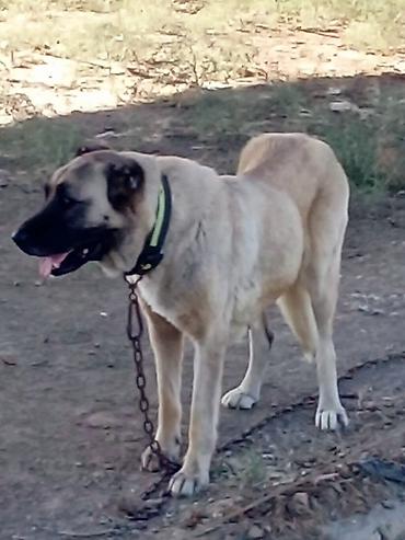 sivas kangal kanqal iti: Kanqal — 2