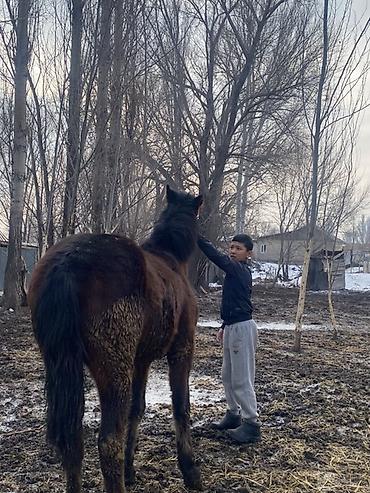 Лошади, кони: Продаю | Жеребенок | Полукровка | Рабочий — 8