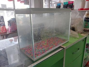 ev dovşanları: Dördbucaq akvarium, Boş, 6 l, Ödənişli çatdırılma — 1