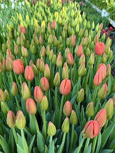 Букеты из живых цветов: Тюльпаны — предзаказ - Срезанные тюльпаны из теплицы, аккуратные at lalafo.kg — 14 Букеты из живых цветов: Тюльпаны — предзаказ - Срезанные тюльпаны из теплицы, аккуратные — 14