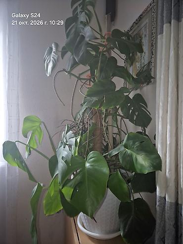 монстеро: Продаю Монстера делициоза (Monstera deliciosa) в большом кашпо. долго — 4