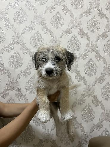 pulsuz it satilir: Bolonka, 3 ay, Dişi, Ödənişli çatdırılma — 6