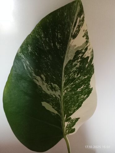 Təmir və tikinti: Monstera Albo