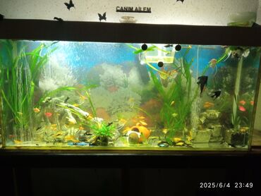 Akvariumlar: Dördbucaq akvarium, Balıqlarla birlikdə, 200 l