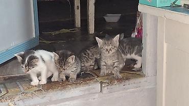 чёрные котята: Отдадим котят в добрые и заботливые руки! 🐾 ​О котятах: ​Дата — 4