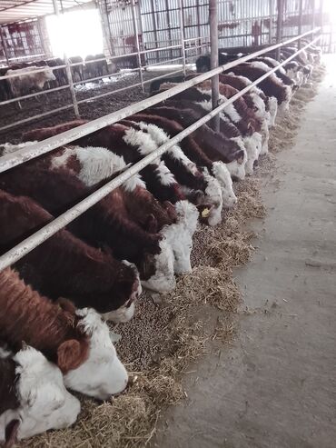 Dana, buzov: Hereford tipli ətlik danalar – fermadan - Şəkildəki bağlamalı fermada — 6