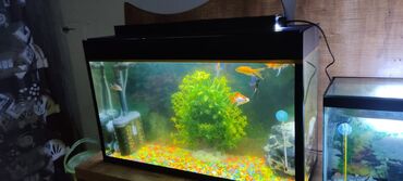 100 l akvarium: XIRDALANDA.icindeki aksesuarlarla bir yerde. isiq verilmir. uzunu