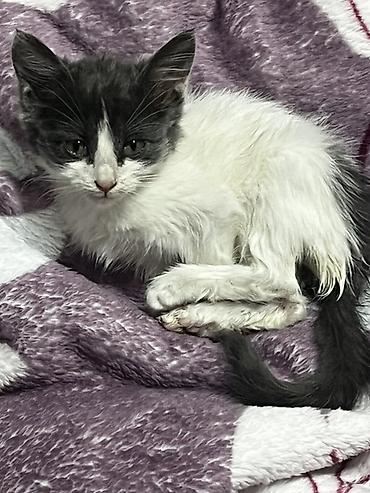 Срочно отдам котенка в добрые руки! Нам подкинули, я забрала и отмыла