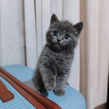 бенгальские кошки цена бишкек: Продаётся шотландский котенок 😻скоттиш страйт,мальчик😻окрас голубой