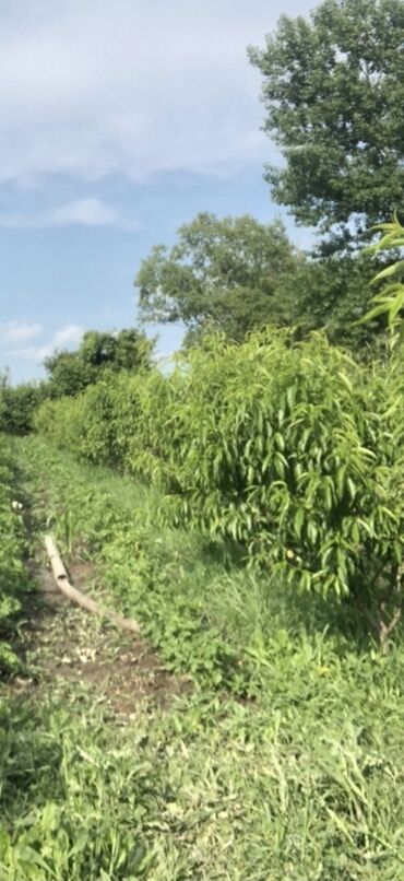 Torpaq sahələrinin satışı: 48 sot, Tikinti, Mülkiyyətçi, Bələdiyyə — 9