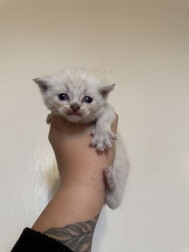 Pişiklər: Şotland — 11