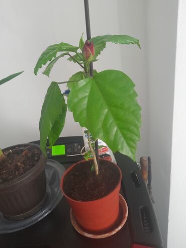 Ostale kućne biljke: Hibiskus crvene boje samo 1000 dinara. Kalatea 1000 dinara.Šaljem na lalafo.rs Ostale kućne biljke: Hibiskus crvene boje samo 1000 dinara. Kalatea 1000 dinara.Šaljem