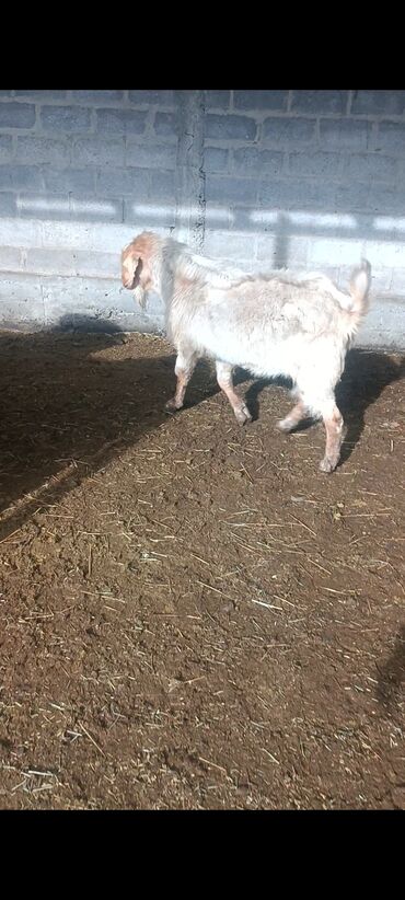 Козы, козлы: Продаю | Козёл (самец) | Битал | Осеменитель — 2
