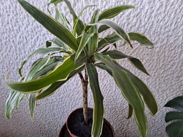 krparice za krevet: Dracena White Bird, Drvo Zivota, stablo ima dve grane, kvalitetna