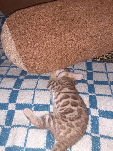 Продажа кошек: Бенгальская, 1 месяц, Мальчик, Черепаховый, Приучена к лотку — 12