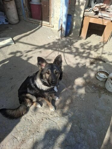 İtlər: 6 ayliqdir.korpelik weklide qoyulub.2-3 dil oyretmiwem otur uzan — 11