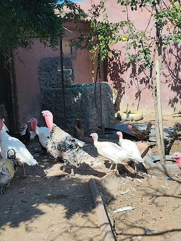 Qazlar: 9 ədəd qaz 40 manatdan 13 ədə ördək 35 manatdan 5 hinduşka 90 manatdan — 1