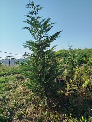 paulownia agaci: - Məhsul: Həmişəyaşıl iynəyarpaq ağacı (Thuja/Cypress tipli dekorativ — 1
