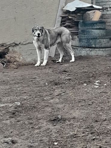 кара балта животные: Продаётся собака алабай 1 год 1мес девочка цена договорная город