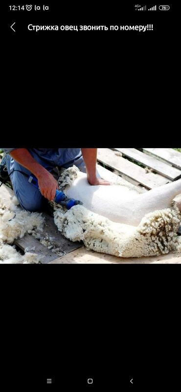 стрижка овец сокулук: Стрижка овец (кой кыркабыз) Бишкек сокулук беловодский пишите воттсап