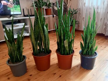 Çöl bitkiləri: Sansevieria (Qayın dili) – qapalı məkan üçün dekorativ yarpaqlı bitki