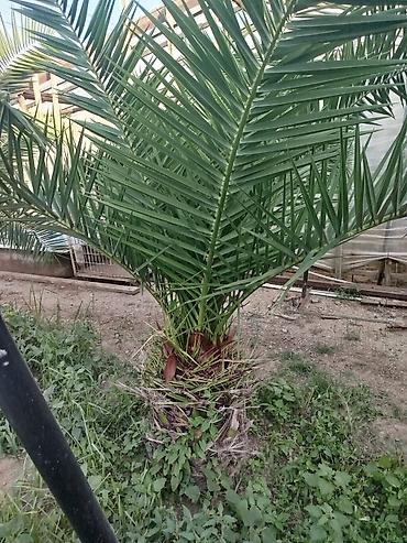 palma gülü: Xurma (xurma xurması) palmaları – peyzaj üçün dekorativ iri kollar — 3