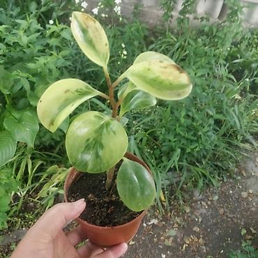 пеларгония: Пеларгония (герань) в горшках + пеперомия вариегатная (Peperomia — 4