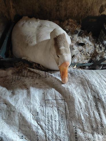 Другие с/х животные: Домашние гуси - Порода: линда+крупные серые (характерный «шишак» на — 7