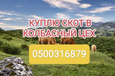 продам корову: Куплю | Коровы, быки, Лошади, кони, Другие с/х животные | Круглосуточно, Любое состояние, Забитый