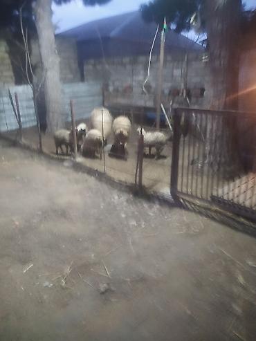 Qoyunlar, qoçlar: Ekiz qoyunlar — 7