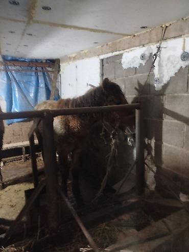 Лошади, кони: Продаю | Жеребенок | Рабочий — 1