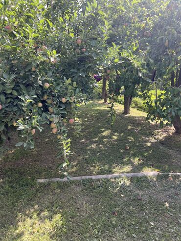 Продажа домов: Дача, 10 м², 6 комнат, Собственник, Старый ремонт — 3