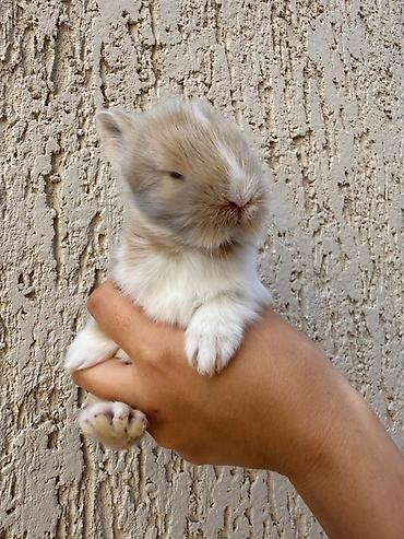 Dovşanlar: 1 aylıq holland balaca🐰 ÖZEL İki dovşan götürsəniz, bir-birlərinə — 6