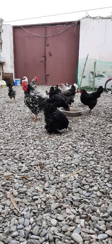 Digər quşlar: Bu toyuqların yumurtaları sifarişlə yığılıb satılır öz həyətimdədi — 2