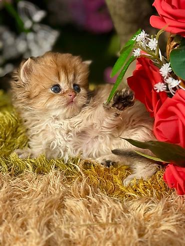 Pişiklər: Fars — 3