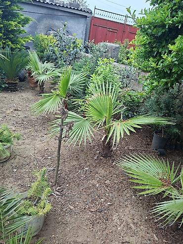 Ağaclar: Ağac, gullerin satişi Finik 7m., 200m., 400m., 500m. Цена договорная — 9