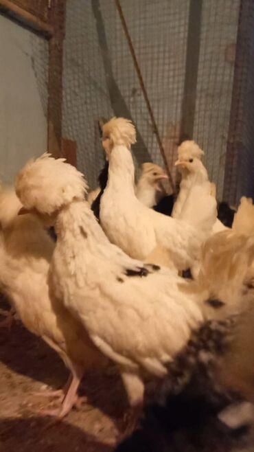 Cücələr: Məhsul: Toqquz-tüklü (toppuzbaş) dekorativ cücələr və gənc toyuqlar — 6