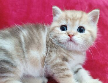 кошачья мята: Питомник Шотландских кошек предлагает к предварительному резерву