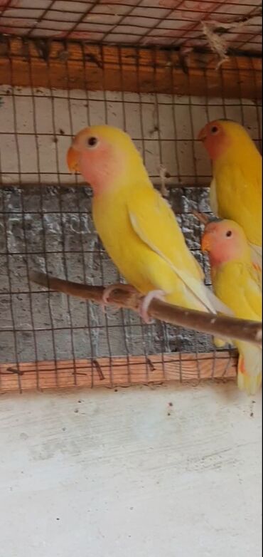 попугай с клеткой: Попугаи молодые неразлучники 600сом
