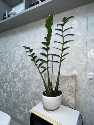 Другие комнатные растения: Замиокулькас 
Отдадим вместе с горшочком 😊