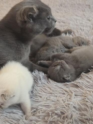 Pişiklər: Şotland — 9