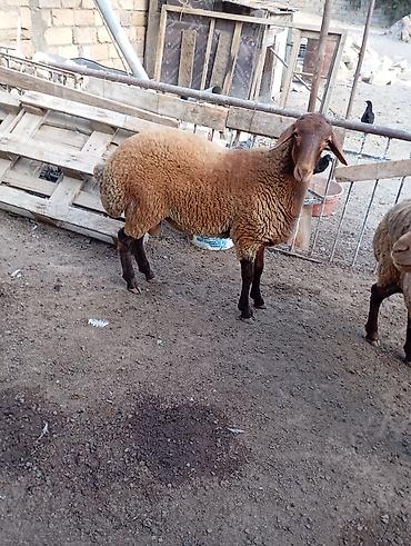 Qoyunlar, qoçlar: Erkey togludu fevral quzusudu — 1