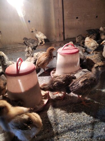 поилки для цыплят: Продаю домашних цыплят вывод Начало марта все здоровыешустрые