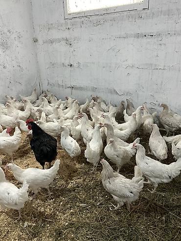 kənd toyugu: Toyuq, Liqorin, Yumurtalıq, Pulsuz çatdırılma — 1