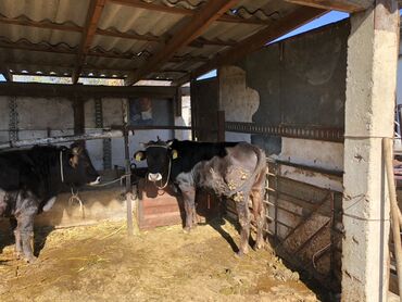 карп оптом: Сатам | Бука (эркек) | Бордоп семиртүү үчүн | Байланган