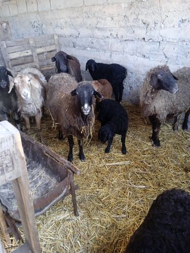 Бараны, овцы: Продаю | Овца (самка), Ягненок | Для разведения | Ягнившаяся
