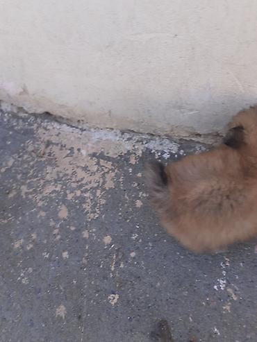 balaca ev itləri: 300m razlşma var kdaxanda atas şeklin qomşam — 4